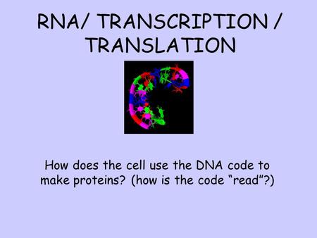 RNA/ TRANSCRIPTION / TRANSLATION