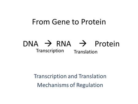 From Gene to Protein Transcription and Translation Mechanisms of Regulation DNA  RNA  Protein Transcription Translation.