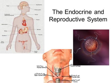 The Endocrine and Reproductive System. What is the Endocrine System? A system of glands that uses hormones to control many parts of your body.