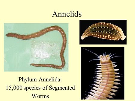 Annelids Phylum Annelida: 15,000 species of Segmented Worms.
