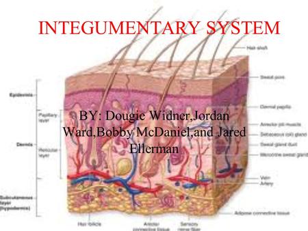INTEGUMENTARY SYSTEM BY: Dougie Widner,Jordan Ward,Bobby McDaniel,and Jared Ellerman.