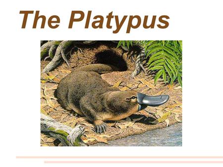 The Platypus. Platypus = the word means flat foot.