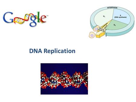 DNA Replication Copying DNA Replication of DNA – base pairing – new strand is 1/2 parent template & 1/2 new DNA semi-conservative copy process.