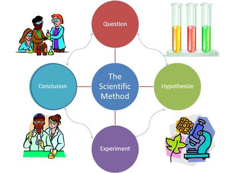 The Scientific Method QuestionHypothesizeExperimentConclusion.