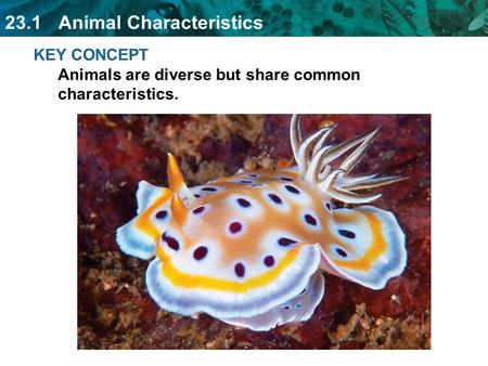 23.1 Animal Characteristics KEY CONCEPT Animals are diverse but share common characteristics.