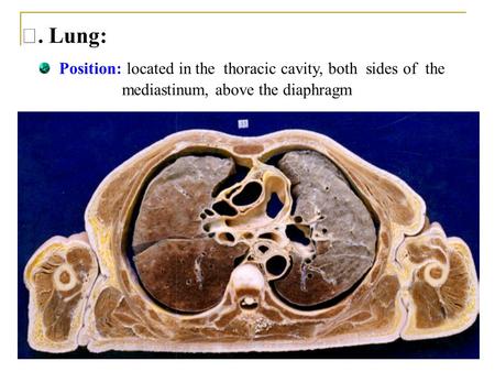 Ⅴ. Lung: Position: located in the thoracic cavity, both sides of the
