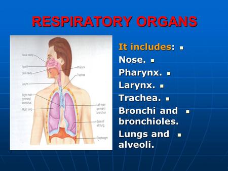 RESPIRATORY ORGANS It includes: Nose. Pharynx. Larynx. Trachea.