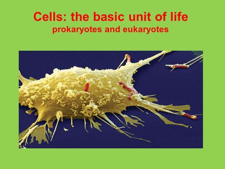 Cells: the basic unit of life prokaryotes and eukaryotes.