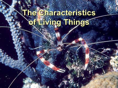 The Characteristics of Living Things. Great Complexity & Cellular Organization Reproduction & Development Responds with the Environment Metabolism Capacity.