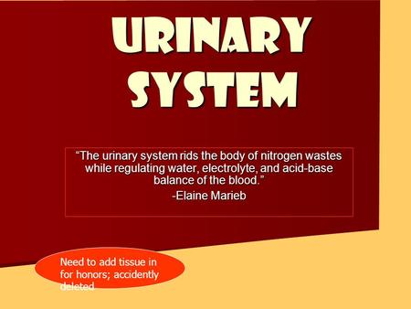 URINARY SYSTEM “The urinary system rids the body of nitrogen wastes while regulating water, electrolyte, and acid-base balance of the blood.” -Elaine.