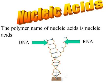 DNA RNA The polymer name of nucleic acids is nucleic acids.