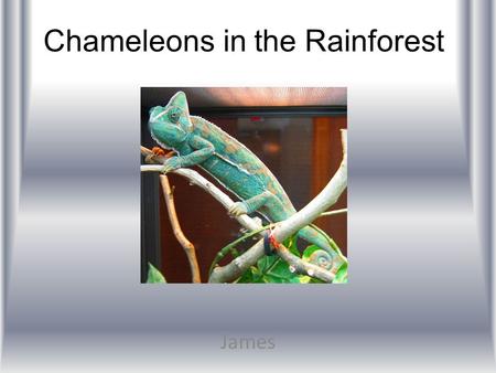 Chameleons in the Rainforest James. Introduction Tropical rainforests gives a bunch of oxygen to the world. There are four layers in the rainforest. They.