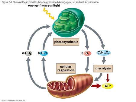 © 2014 Pearson Education, Inc. Figure 8-1 Photosynthesis provides the energy released during glycolysis and cellular respiration photosynthesis energy.