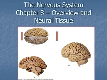 The Nervous System Chapter 8 – Overview and Neural Tissue