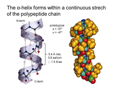 The α-helix forms within a continuous strech of the polypeptide chain 5.4 Å rise, 3.6 aa/turn  1.5 Å/aa N-term C-term prototypical  = -57  ψ = -47 