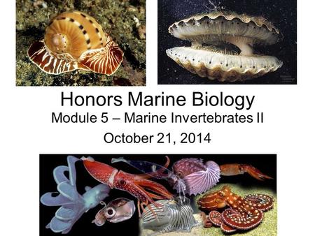 Module 5 – Marine Invertebrates II October 21, 2014