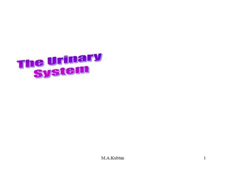 1 Urinary System M.A.Kubtan 2 Objectives After studying this chapter, you will be able to: Name the parts of the urinary system and discuss the function.