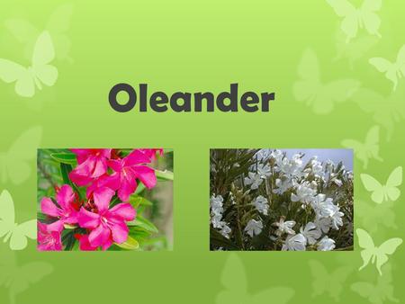 Oleander. Description Outdoor shrub commonly found in warm locations. Flowers can be pink or white all parts of this plant are poisonous to many different.