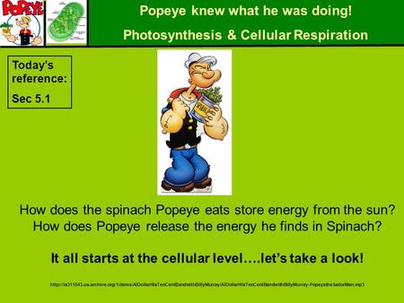Popeye knew what he was doing! Photosynthesis & Cellular Respiration How does the spinach Popeye eats store energy from the sun? How does Popeye release.