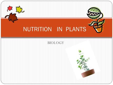 BIOLOGY NUTRITION IN PLANTS. AUTOTROPHS THE PLANTS THAT MAKE THEIR OWN FOOD IS KNOW AS AUTOTROPHS.THE GREEN PLANTS PREPARE THEIR OWN FOOD WITH THE HELP.