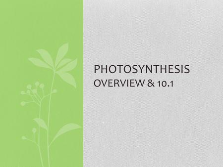 PHOTOSYNTHESIS OVERVIEW & 10.1. OVERVIEW The Process That Feeds the Biosphere Life on Earth is solar powered. Photosynthesis: conversion of light energy.