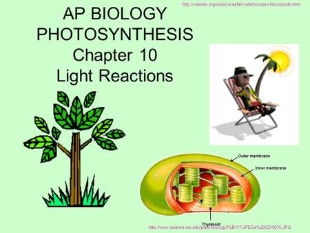 AP BIOLOGY PHOTOSYNTHESIS Chapter 10 Light Reactions