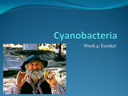 Week 4: Eureka!. Phone conversation with Professor Susan Golden at Texas A&M: Professor Golden is one of the leading experts in cyanobacteria and has.