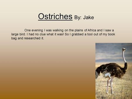 Ostriches Ostriches By: Jake One evening I was walking on the plains of Africa and I saw a large bird. I had no clue what it was! So I grabbed a tool.