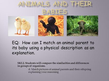 SKL2. Students will compare the similarities and differences in groups of organisms. d. Match pictures of animal parents and their offspring explaining.