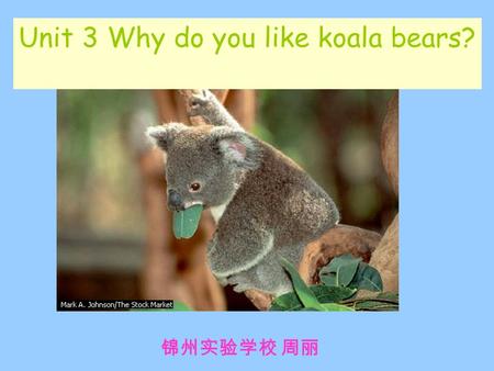 Unit 3 Why do you like koala bears? 锦州实验学校 周丽. make a conversation( 编对话） about animals.