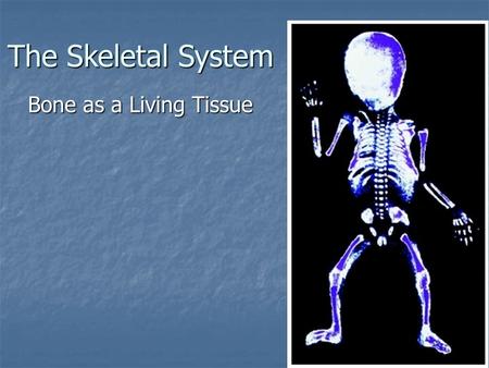 The Skeletal System Bone as a Living Tissue. Functions of Bones 1. Support 1. Support 2. Protection 2. Protection 3. Movement 3. Movement 4. Storage 4.