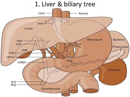 1. Liver & biliary tree.