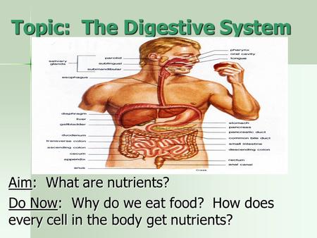 Topic: The Digestive System