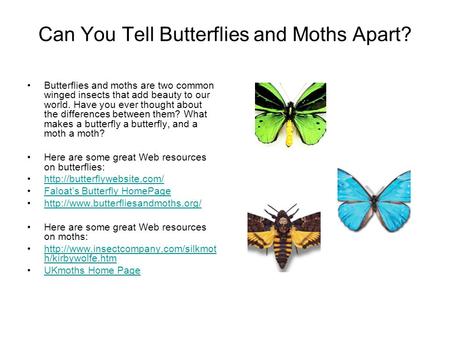 Can You Tell Butterflies and Moths Apart? Butterflies and moths are two common winged insects that add beauty to our world. Have you ever thought about.