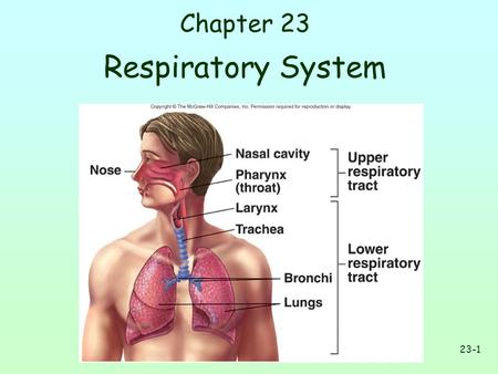 23-1 Chapter 23 Respiratory System. 23-2 Respiration Ventilation: Movement of air into & out of lungs External respiration: Gas exchange b/n air in lungs.