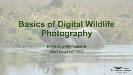 Basics of Digital Wildlife Photography SHOOT ONLY PHOTOGRAPHS LEAVE ONLY FOOTPRINT ©