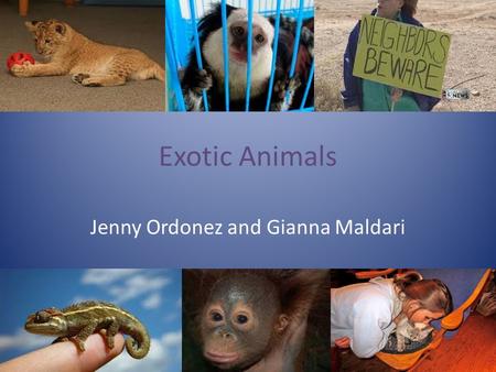 Exotic Animals Jenny Ordonez and Gianna Maldari. The Issue… Should exotic animals be kept as pets? Some think…exotic animals are not meant to be caged.
