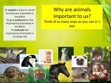 Why are animals important to us? Think of as many ways as you can in 1 min To explain 4 ways in which Animals are important in the Bible To give evidence.