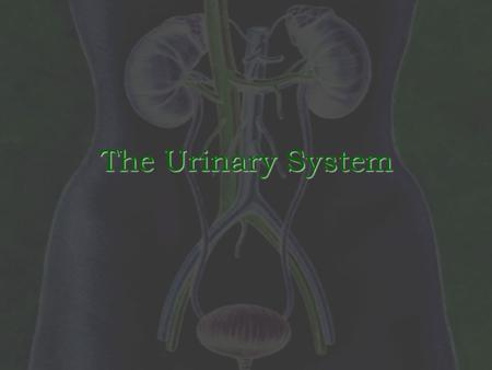 The Urinary System. Functions of the Urinary System 1) Elimination of waste products a)Nitrogenous wastes b)Toxins c)Drugs.
