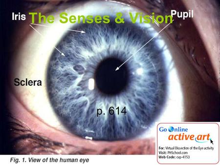 The Senses & Vision p. 614. 1. What are the five senses? 1.Vision 2.Hearing 3.Smell 4.Taste 5.Touch.