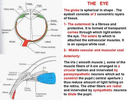 THE EYE The globe is spherical in shape . The eyeball consists of 3 concentric layers of tissue. 1- The outermost is a fibrous and.