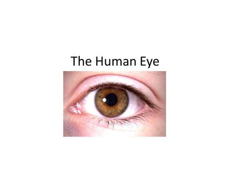 The Human Eye. In many ways, the human eye is similar to a camera. Light enters through an opening, is focused through a lens, passes through a light-tight.