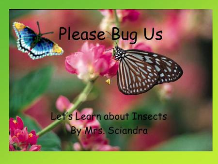 Please Bug Us Let’s Learn about Insects By Mrs. Sciandra.