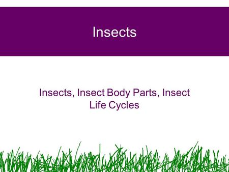 Insects, Insect Body Parts, Insect Life Cycles