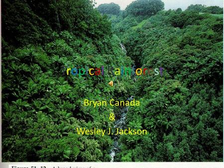 Tropical RainforestTropical Rainforest Bryan Canada & Wesley J. Jackson.