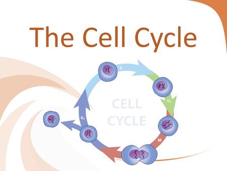 The Cell Cycle. Division of the Cell : All cells come from preexisting cells. 1.Growth and Development 2.Repair (Healing) 3.Reproduction – ( We will talk.