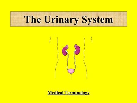 The Urinary System Medical Terminology. Kidneys Ureters Urinary bladder Urethra Urethral sphincters Urethral meatus Urination = micturation Structures.