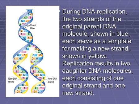  During DNA replication, the two strands of the original parent DNA molecule, shown in blue, each serve as a template for making a new strand, shown in.