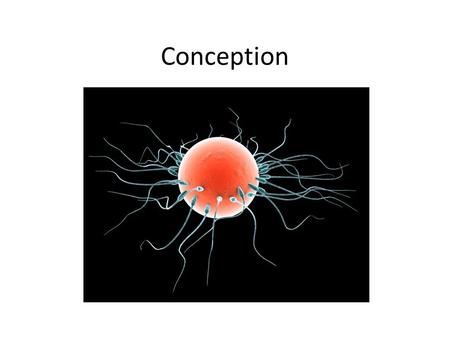 Conception. Aims and objectives At the end of this session the student will be able to Describe the process of conception Identify the positive and negative.