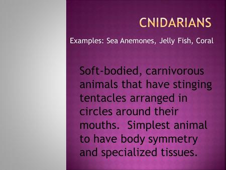 Examples: Sea Anemones, Jelly Fish, Coral Soft-bodied, carnivorous animals that have stinging tentacles arranged in circles around their mouths. Simplest.